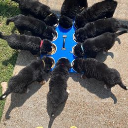 Bernese Mountain Dog Puppies from Alpen Daydream Bernese