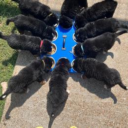 Bernese Mountain Dog Puppies from Alpen Daydream Bernese