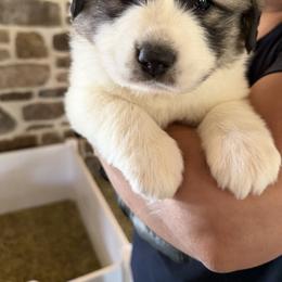 Miss Pink - White and badger female Great Pyrenees puppy in Sapphire, North Carolina from Sapphire Valley Great Pyrenees