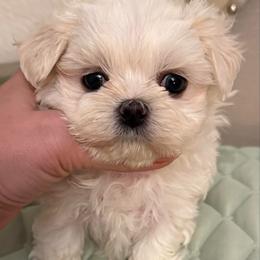 Girl 1 smaller - White female Maltese puppy in San Diego, Temecula, Ontario, California from Yorkie & Maltese Royalty