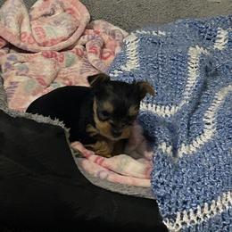Tiny Traditional boy - Blue and gold male Yorkshire Terrier puppy in Hot Springs, Arkansas from Weslynn Kennels