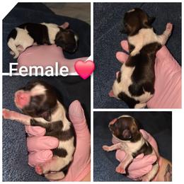 Female 3 - Brindle female Shih Tzu puppy in Tucson, Arizona from Jocelyn DeMarco's Shih Tzus