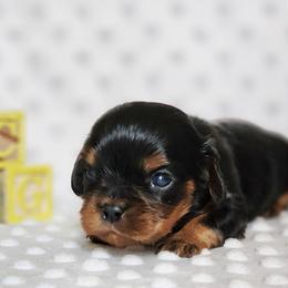 Boy 5 - Black and tan male Cavalier King Charles Spaniel puppy in Pennsylvania from Breezy Valley Siberians