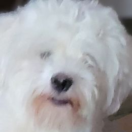 Fire - Havanese