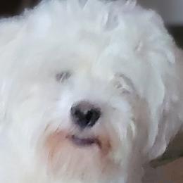 Fire - Havanese