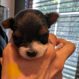 Yellow girl - Black tan and white female Biewer Terrier puppy in Fruitport, Michigan from Nest of Wellbeing’s Biewers