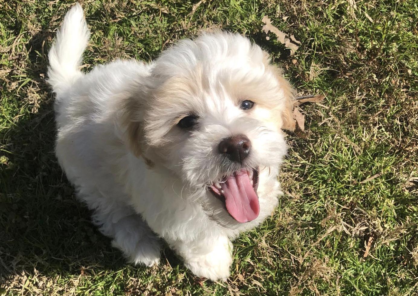 Cotton Row Cotons in Coton de Tulear puppies Good Dog