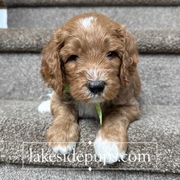 Green Pup - Male - Apricot male Goldendoodle puppy in Dacula, Georgia from Lakeside Pups