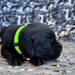 Mousse - Black male Labrador Retriever puppy in Marietta, South Carolina from Trust in the Lord Labradors