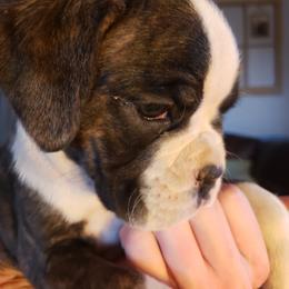 Boxer Puppies from Deutsche Boxer Von Exquisiten