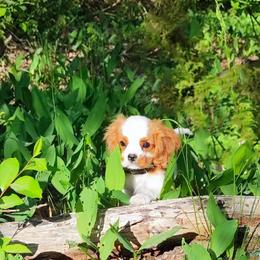 Cavalier King Charles Spaniel Puppies from London Fog Cavaliers