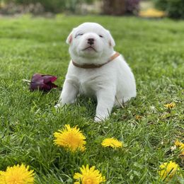 Australian Cattle Dog Puppies from Foxglove Field Farm