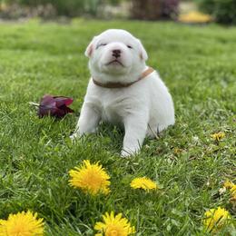Australian Cattle Dog Puppies from Foxglove Field Farm