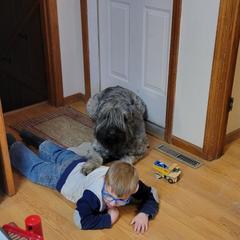 Ranger - Bouvier des Flandres