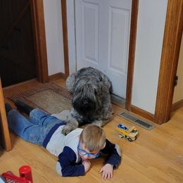 Ranger - Bouvier des Flandres