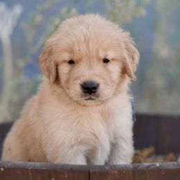 Fig (blue) - Dark golden male Golden Retriever puppy in Lodi, California from R3 Sport Dogs (Rafter 3 Ranch)