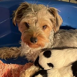 Duchess - Yorkshire Terrier