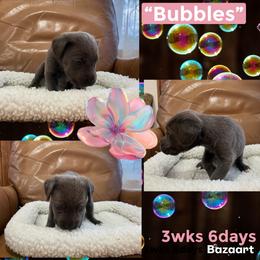 Bubbles - Gray female Cane Corso puppy in San Isidro, Texas from MTZCC Ranch, LLC