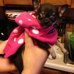 Chihuahua Puppies from Chilove Chihuahuas