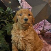 Aussiedoodle and Goldendoodle Puppies from Plumcreek Acres
