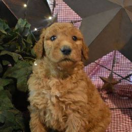 Aussiedoodle and Goldendoodle Puppies from Plumcreek Acres
