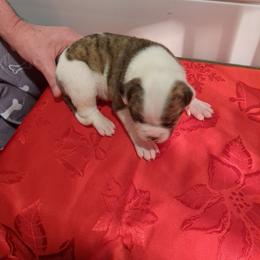Boy 1 - White and brindle male American Bulldog puppy in La Porte, Indiana from Slayton's American Bulldogs