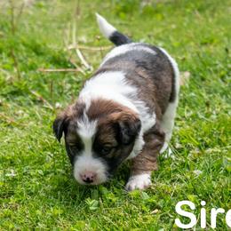 Siren - female Sporty Mix puppy in Richland, Michigan from Seay's Sporty Mixes