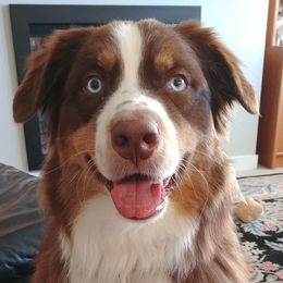 Australian Shepherd All Grown Up from Majestic Skyes Aussies