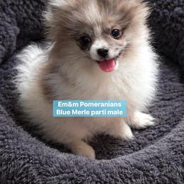 Blue merle parti - Blue merle male Pomeranian puppy in Kentucky from Em&M Pomeranians