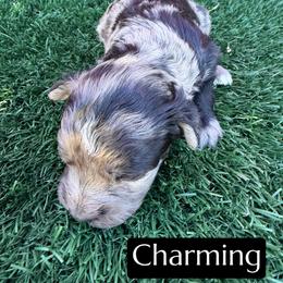 Charming - Blue merle male Aussiedoodle puppy in Bakersfield, California from Annie's Aussies