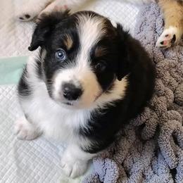 Australian Shepherd Puppies from RussKris Farms Aussies