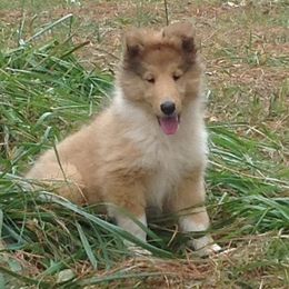 Collie Puppies from Bainwood Collies