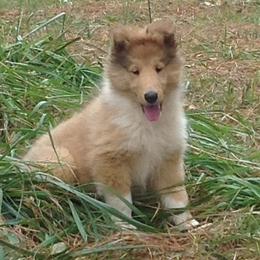 Collie Puppies from Bainwood Collies