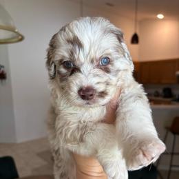 Red Merle Male - Red merle male Aussiedoodle puppy in Spring Hill, Florida from Pawprint Dreams Boarding and Kennel