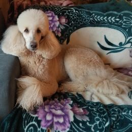 Poodles from Zoeyy's Precious Poodles