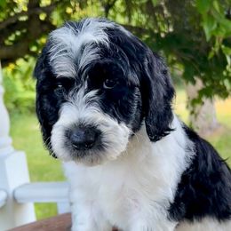Aladdin - Parti male Goldendoodle puppy in Caledonia, Michigan from Daisys Doods