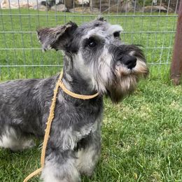 Petey - Salt and pepper Miniature Schnauzer puppy in Summit County, Utah from Del Sol Miniature Schnauzers