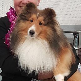 Shetland Sheepdogs from LUANN BUEHNEMAN