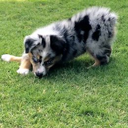 Miniature Australian Shepherd Puppies from BlueZion Aussies
