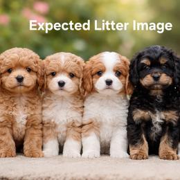 Cavapoo puppies from Huck's Adventures
