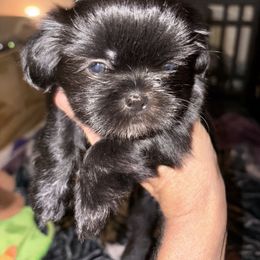 Buddy - Black and white male Shih Tzu puppy in Claremore, Oklahoma from Reputable Shih tz Breeders  and Buyers In Oklahoma
