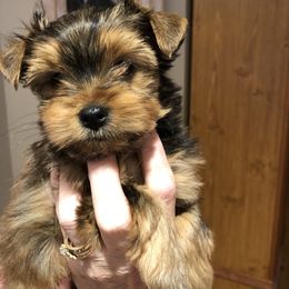 Yorkshire Terrier Puppies from Happy Days Acres and Yorkies