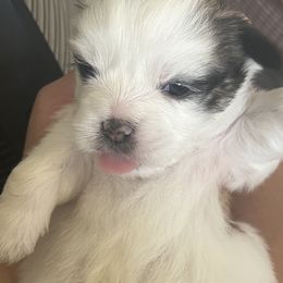 Lhasa Apso Puppies from Mediano AKC Puppies