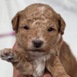 Skittles - Apricot female Goldendoodle puppy in Vernon, Texas from Sugarland's Texas Goldendoodles