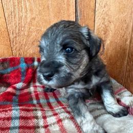 STEWIE - Purple - Salt and pepper male Miniature Schnauzer puppy in Wheeler, Wisconsin from Sue’s Miniature Schnauzers