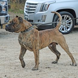 Igor the King - Perro de Presa Canario