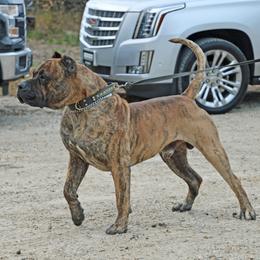 Igor the King - Perro de Presa Canario