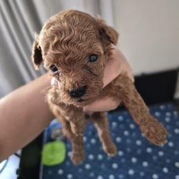 Rusty - Red  male Poodle puppy in Chandler, Arizona from Fabi toy Poodle
