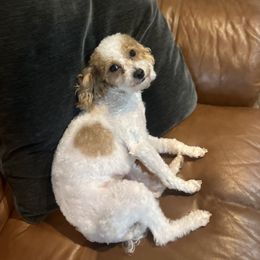 Bonnie - Poodle