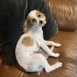 Bonnie - Poodle
